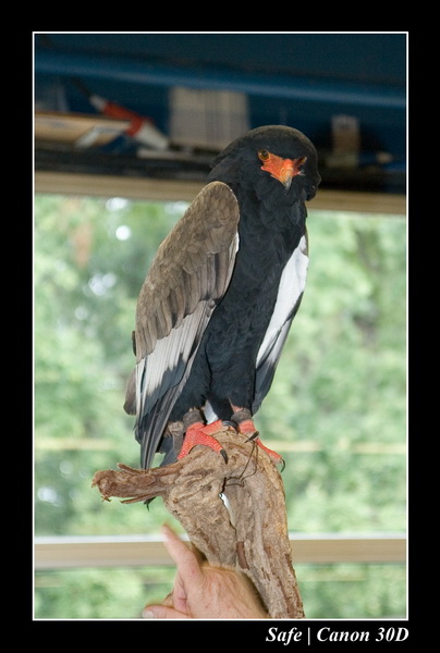 Sep 06 - Salon des animaux de compagnies - 78